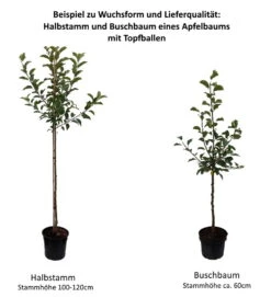 Jonagold Malus Domestica -Obstbaum Geschäft 0 Baumformen Buschbaum und Halbstamm4bQCd9flraDU6