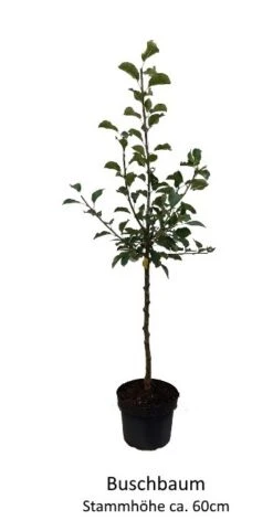 Rosette® Malus Domestica -Obstbaum Geschäft 0 Baumformen Buschbaum7a73FmYDHOZC2