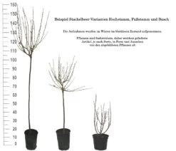 Tatjana, Grün, Fast Stachellos Ribes Uva-crispa `Tatjana´ -Obstbaum Geschäft 1 Beispiel Stachelbeeren Wuchsformen5728MZOmFH4CB