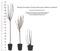 Rolan Ribes Rubrum `Rolan´ -Obstbaum Geschäft 1Beispiel Johannisbeere WuchsformenubMxZbmWVRpso