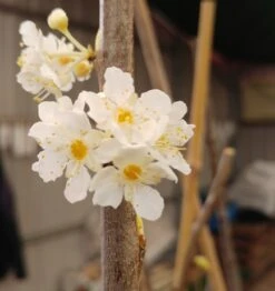 Aprimira Prunus Domestica Subsp. Syriaca `Aprimira´ -Obstbaum Geschäft 20180404 175702
