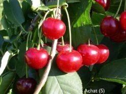 Achat Ⓢ Prunus Cerasus `Achat´