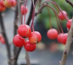 Zwerg-Zierapfel `Adirondack´ Malus ´Adirondack´ -Obstbaum Geschäft Adirondack Frucht Oktober