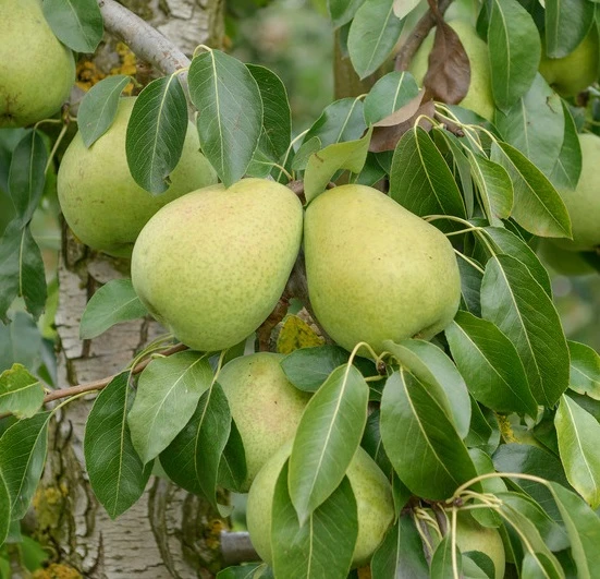 Obstbaum Geschäft -Obstbaum Geschäft Alexander LucasJ5U9ZI0yzg95t