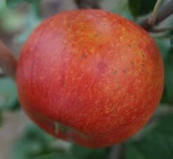 Alkmene Malus Domestica -Obstbaum Geschäft Alkmene5b8547cfd7c99