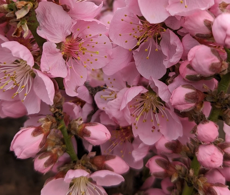 Zwergpfirsich `Amber® Pix ZeeⓈ´ Prunus Persica 4 Zwergpfirsich `Amber® Pix ZeeⓈ´ Prunus Persica - Image 4