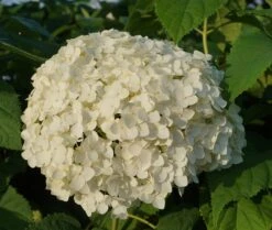 Garten-Hortensie `Incrediball®´ Hydrangea Arborescens -Obstbaum Geschäft Anabelle Hortensie