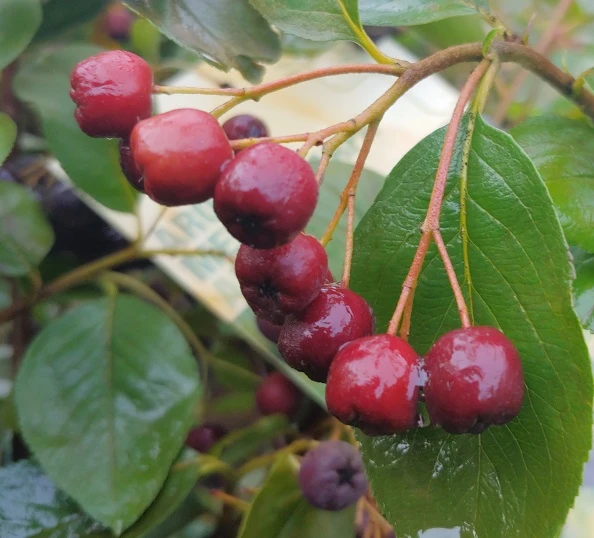 Aronia - Rote Apfelbeere `Brillant´ Aronia Arbutifolia `Brillant´ 2 Aronia - Rote Apfelbeere `Brillant´ Aronia Arbutifolia `Brillant´ - Image 2
