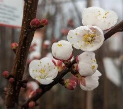 Ungarische Beste Prunus Armeniaca `Ungarische Beste´ -Obstbaum Geschäft Aprikose Bl te
