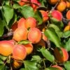 Aprikose `Colorado´ Prunus Armeniaca `Colorado´