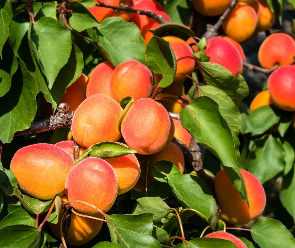Aprikose `Colorado´ Prunus Armeniaca `Colorado´ 1 Aprikose `Colorado´ Prunus Armeniaca `Colorado´