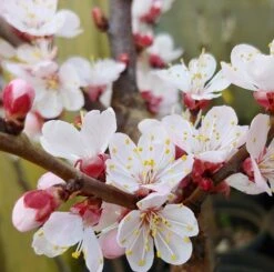 Kompakt Wachsende Aprikose `CompactaⓇ´ Prunus Armeniaca `Compacta´ -Obstbaum Geschäft Aprikose Compacta