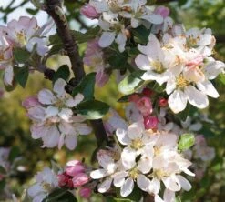 Säulenapfel Arbat ® Malus Domestica -Obstbaum Geschäft Arbat Bl te