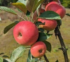 Säulenapfel Arbat ® Malus Domestica -Obstbaum Geschäft Arbat S ulenapfel2