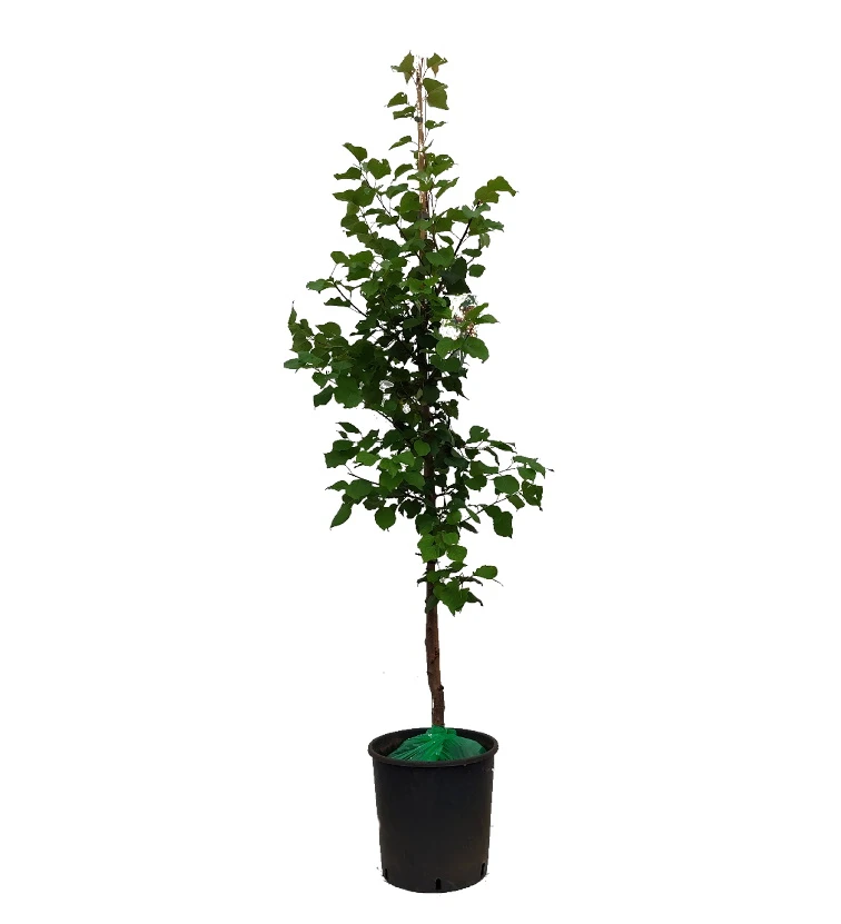 Säulen-Aprikose `Armi-Col´ 150-175cm Prunus Armeniaca `Armi-Col´ 2 Säulen-Aprikose `Armi-Col´ 150-175cm Prunus Armeniaca `Armi-Col´ - Image 2