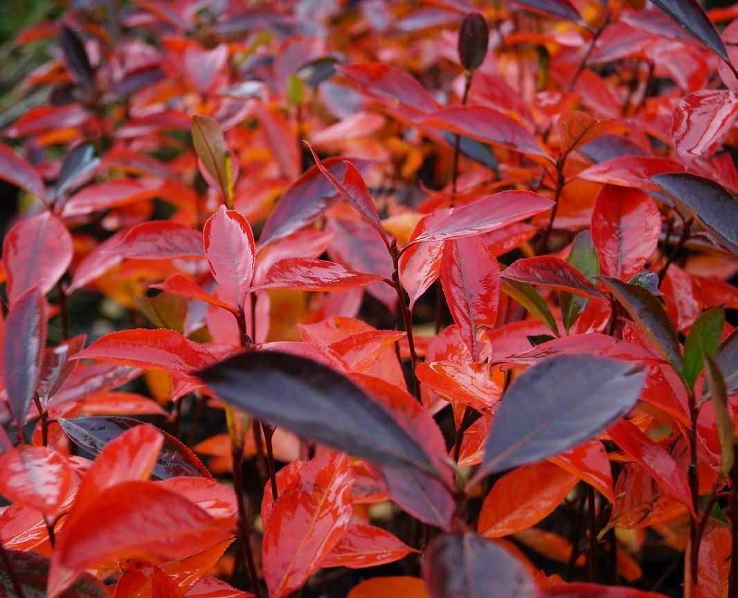 Aronia- Apfelbeere Hugin Aronia Melanocarpa `Hugin´ 3 Aronia- Apfelbeere Hugin Aronia Melanocarpa `Hugin´ - Image 3