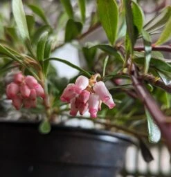 Echte Bärentraube Arctostaphylos Uva-ursi -Obstbaum Geschäft B rentraube Bl te