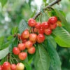 Büttner´s Rote Knorpelkirsche Prunus Avium `Büttner´s Rote Knorpelkirsche´