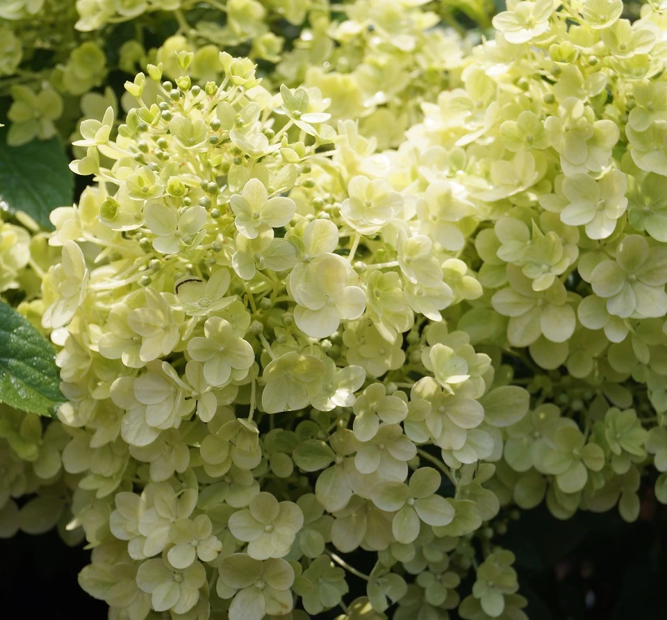 Rispenhortensie `Bobo®´ Hydrangea Paniculata `Bobo´ 1 Rispenhortensie `Bobo®´ Hydrangea Paniculata `Bobo´
