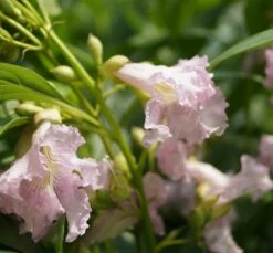 Sommerglocke / Baumoleander `Summer Bells´ Chitalpa Tashkentensis `Summer Bells´ -Obstbaum Geschäft Baumoleander Summer Bells 1