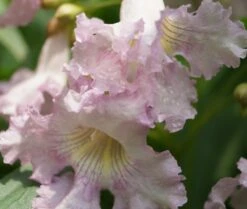 Sommerglocke / Baumoleander `Summer Bells´ Chitalpa Tashkentensis `Summer Bells´ -Obstbaum Geschäft Baumoleander Summer Bells 4