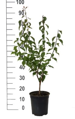 Japanische Zier-Aprikose `Beni-chi-dori´ Prunus Mume `Beni-chi-dori´ -Obstbaum Geschäft Beni chi dori Zieraprikose