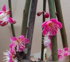 Japanische Zier-Aprikose `Beni-chi-dori´ Prunus Mume `Beni-chi-dori´ -Obstbaum Geschäft Benichidori