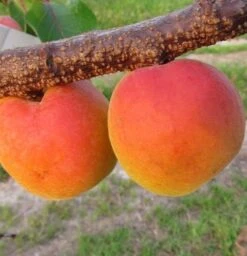 Säulen-Aprikose `Armi-Col´ 150-175cm Prunus Armeniaca `Armi-Col´