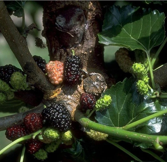 Schwarze Maulbeere Morus Nigra 1 Schwarze Maulbeere Morus Nigra