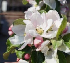 Holsteiner Cox Malus Domestica -Obstbaum Geschäft Bl te Holst Cox