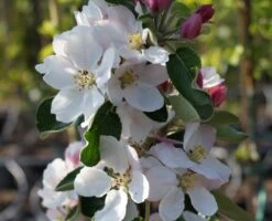 Säulenapfel `James Grieve Super Compact ®´ Malus Domestica `James Grieve Super Compact´ -Obstbaum Geschäft Bl te James Grieve Super Compact