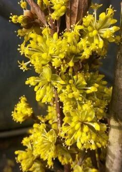 Neue Produkte -Obstbaum Geschäft Bl te Jolico kornelkirsche