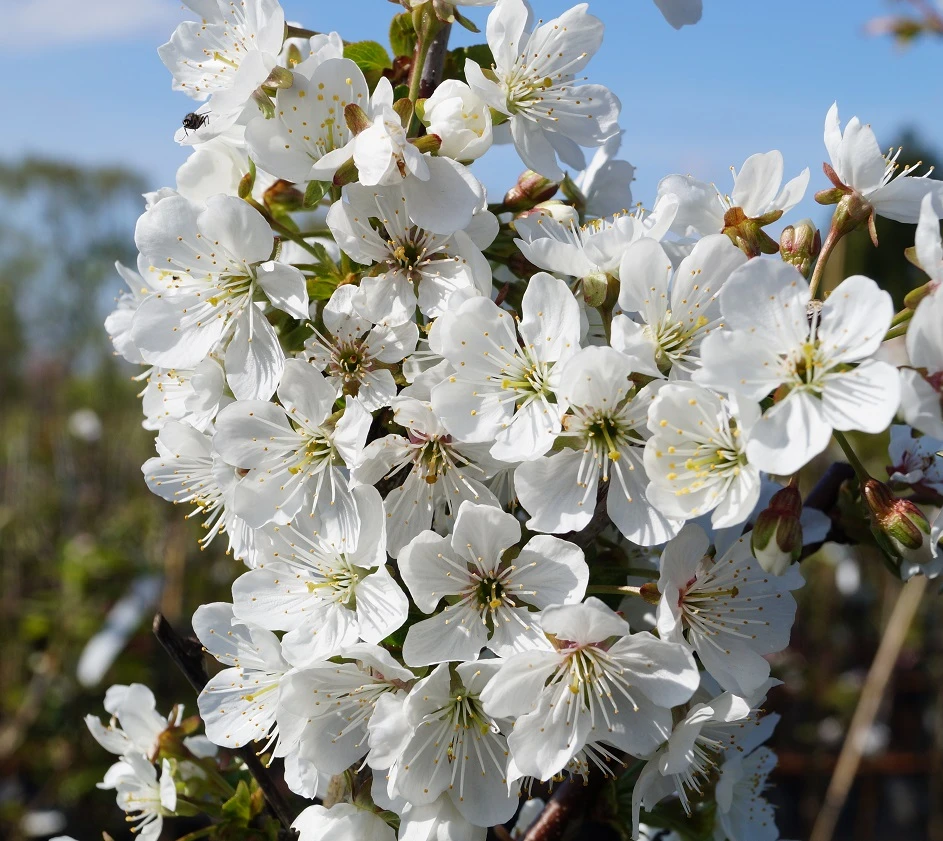 Morellenfeuer Prunus Cerasus `Morellenfeuer´ 2 Morellenfeuer Prunus Cerasus `Morellenfeuer´ - Image 2