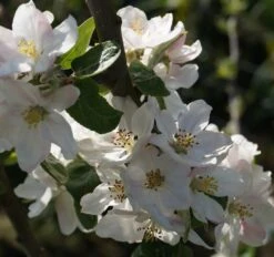 Prinz Albrecht Von Preußen Malus Domestica -Obstbaum Geschäft Bl te Prinz Albrecht
