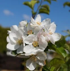 Zierapfel `Red Sentinel´ Malus `Red Sentinel´ -Obstbaum Geschäft Bl te Red Sentinel