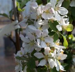 Säulenapfel `Rondo´ Malus Domestica `Rondo´ -Obstbaum Geschäft Bl te Rondo