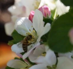 Säulenapfel `Rondo´ Malus Domestica `Rondo´ -Obstbaum Geschäft Bl te Rondo mit Biene