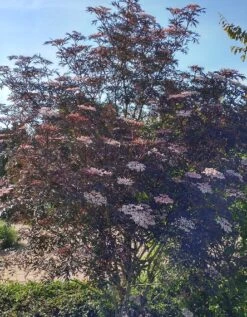 Holunder Black Lace ® Sambucus Nigra `Black Lace´ -Obstbaum Geschäft Blace Lace Strauch