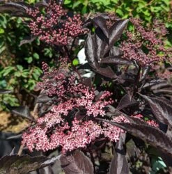 Rotblättriger Holunder `Black Beauty´ Sambucus Nigra `Black Beauty´ -Obstbaum Geschäft Black Beauty1