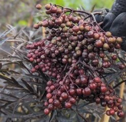 Holunder Black Lace ® Sambucus Nigra `Black Lace´ -Obstbaum Geschäft Black Lace Furcht