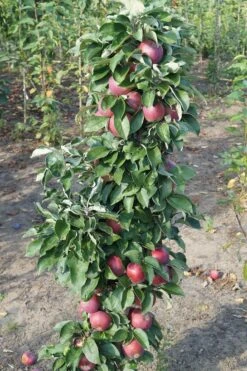Obstbaum Geschäft -Obstbaum Geschäft Black McIntosh