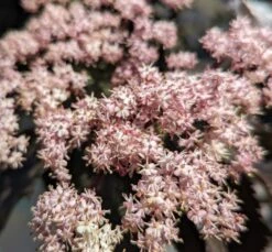Holunder-Säule Black Tower (R) Sambucus Nigra `Black Tower´ -Obstbaum Geschäft Black tower2