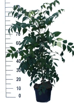 Blauschote / Blaugurkenbaum Decaisnea Fargesii 6 Blauschote / Blaugurkenbaum Decaisnea Fargesii -Obstbaum Geschäft Blauschote Decaisnea weiss