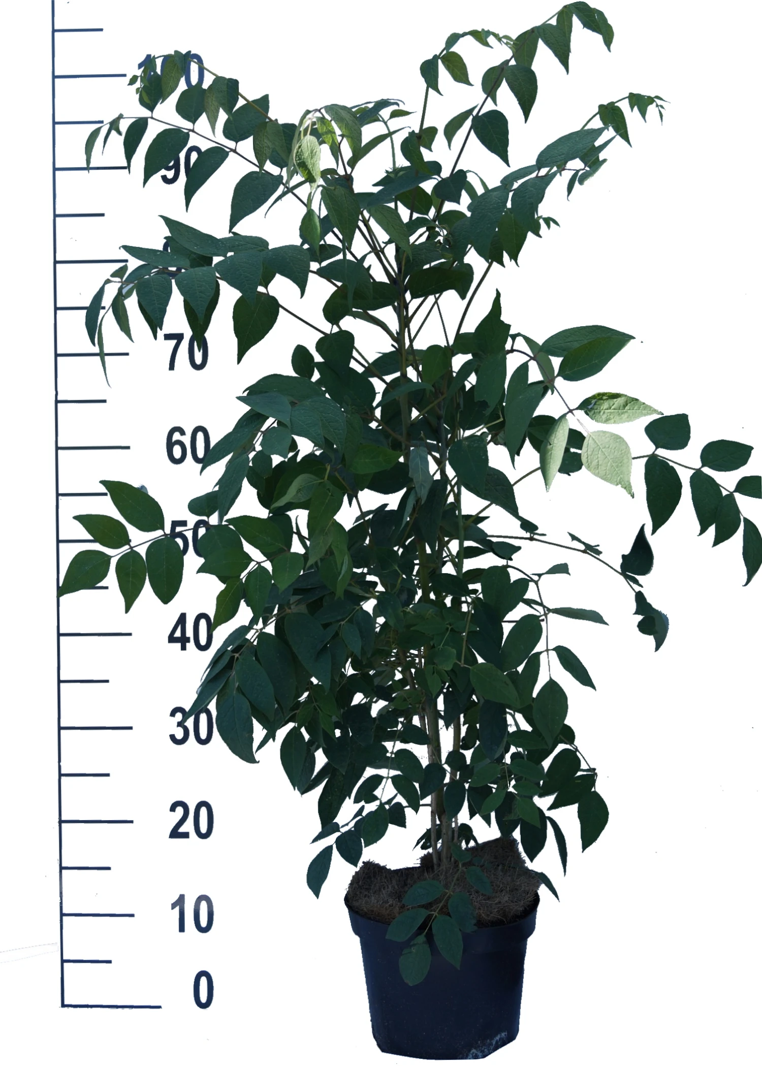 Blauschote / Blaugurkenbaum Decaisnea Fargesii 3 Blauschote / Blaugurkenbaum Decaisnea Fargesii - Image 3