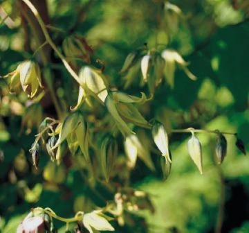 Blauschote / Blaugurkenbaum Decaisnea Fargesii 2 Blauschote / Blaugurkenbaum Decaisnea Fargesii - Image 2