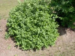 Sibirische Blaubeere "Blue Velvet" Lonicera Kamtschatica `Blue Velvet´ -Obstbaum Geschäft Blue Velvet Kordes Jungpflanzen