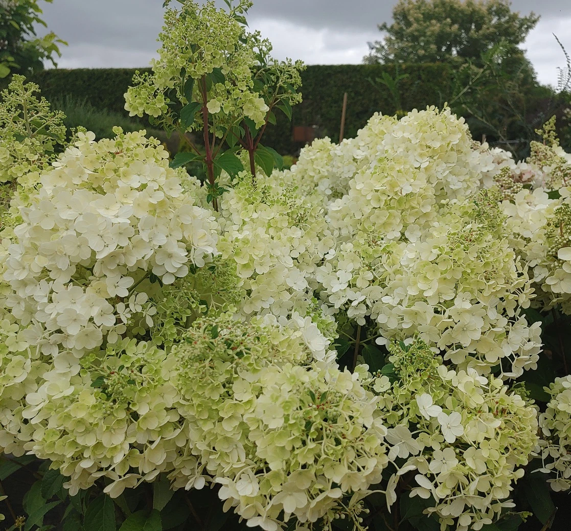 Rispenhortensie `Bobo®´ Hydrangea Paniculata `Bobo´ 2 Rispenhortensie `Bobo®´ Hydrangea Paniculata `Bobo´ - Image 2
