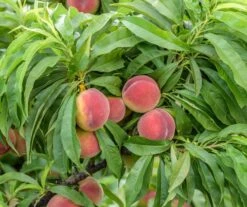 Obstbaum Geschäft -Obstbaum Geschäft Bonanza 2