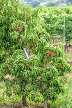 Zwergpfirsich `Bonanza´ Prunus Persica -Obstbaum Geschäft Bonanza