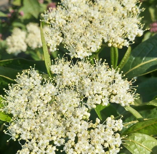 Amerikanischer Schneeball `Brandywine´ Viburnum Nudum `Brandywine´ 3 Amerikanischer Schneeball `Brandywine´ Viburnum Nudum `Brandywine´ - Image 3